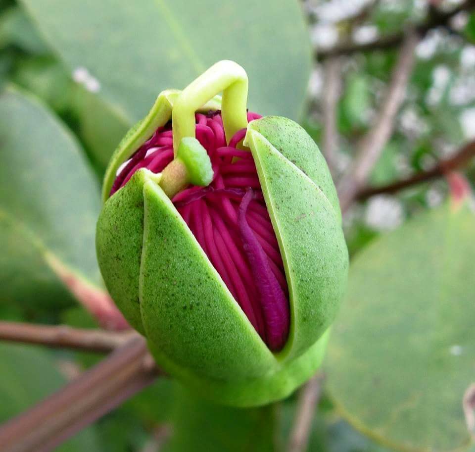 Sonneratia caseolaris-1.jpg Sonneratia caseolaris-1.jpg